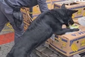 U poznatom lancu supermarketa policija pronašla 40 KILOGRAMA DROGE: Izdato zvanično saopštenje, narkotik nije došao u kontakt sa voćem