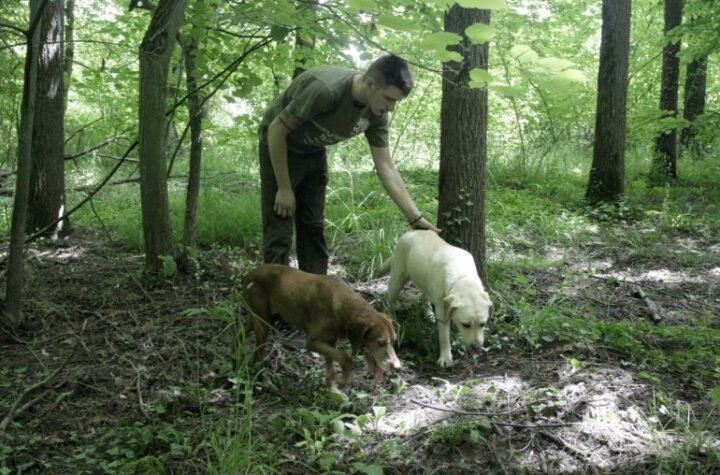 KILOGRAM KOŠTA 5.000 EVRA, A IMA IH SVUDA PO SRBIJI: Sezona uveliko traje, a ljudi kriju da se bave ovim poslom!