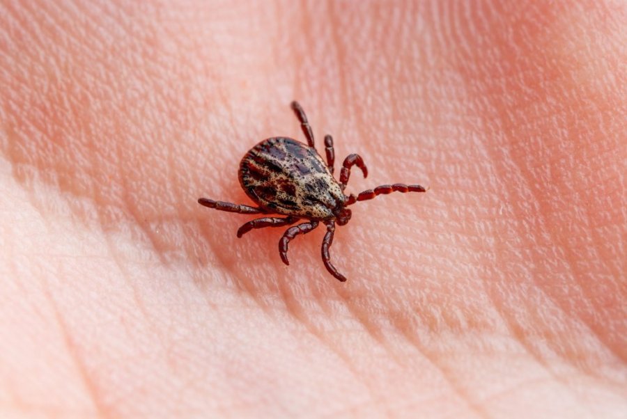 POČELA "SEZONA" KRPELJA! U ovim delovima Beograda ih najviše ima, a evo zbog čega su sve opasni