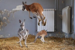 PRONAĐEN KENGUR SIDNI! Pobegao iz zoo vrta, celu noć ga tražilo 90 ljudi!