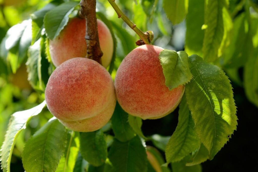 Evo da li su zdravije breskve ili kajsije: Jedan veoma bitan vitamin je ključna stvar u celoj priči
