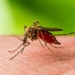 KOMARCI PRENOSE OPASAN VIRUS! U Italiji ima mrtvih, Beograd potvrđuje prisustvo!