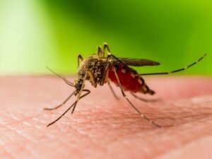 KOMARCI PRENOSE OPASAN VIRUS! U Italiji ima mrtvih, Beograd potvrđuje prisustvo!