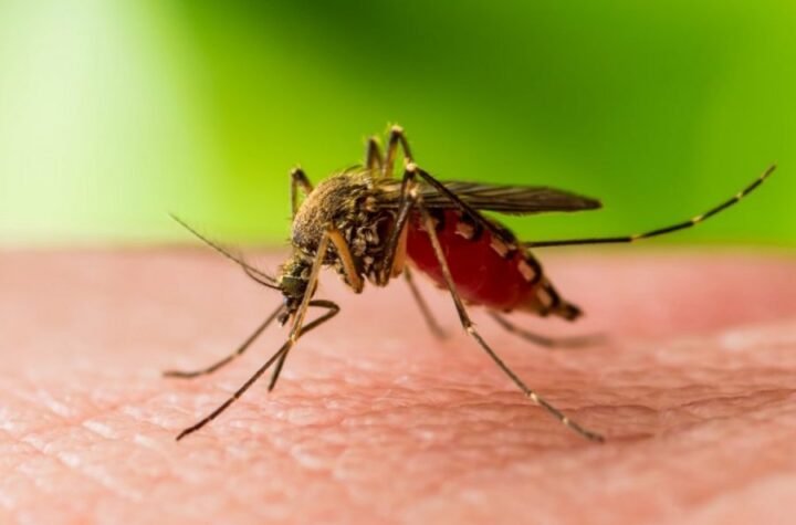 KOMARCI PRENOSE OPASAN VIRUS! U Italiji ima mrtvih, Beograd potvrđuje prisustvo!