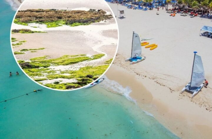 OPASNA ALGA PREPLAVILA JADRAN! Turistima stiglo važno upozorenje, NIKO NE ZNA DA LI JE MORE BEZBEDNO ZA KUPANJE!