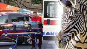 PANIKA U BEOGRADSKOM ZOO VRTU! Zebra pobegla iz kaveza, pa povredila čoveka i DETE