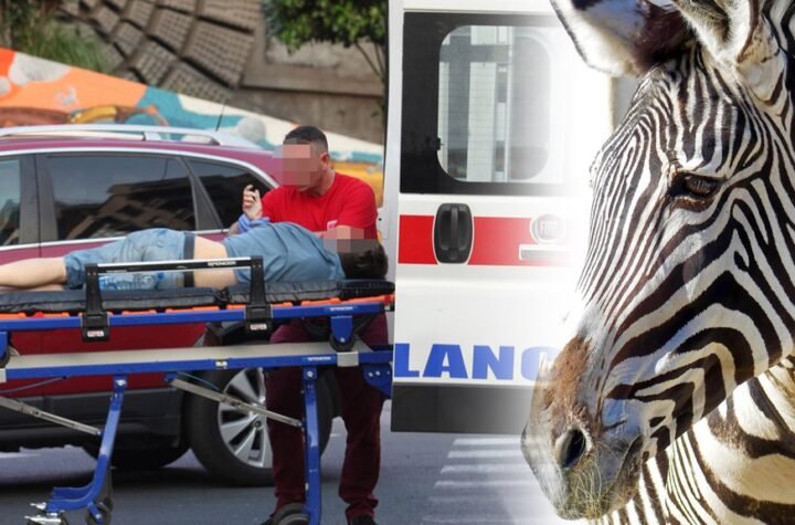 PANIKA U BEOGRADSKOM ZOO VRTU! Zebra pobegla iz kaveza, pa povredila čoveka i DETE