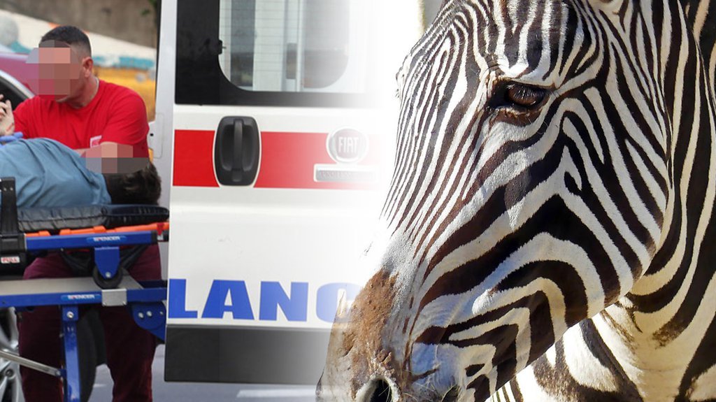 Pogledajte snimak drame u Beo ZOO vrtu! Zebra pobegla iz boksa i TRČI pored ljudi, povređeno i dete (2)