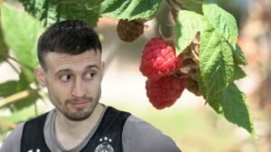 'NIKAD ME NIJE BILO SRAMOTA TOGA' Avramović godinama brao maline na 40+ stepeni kod Arilja: To je zaslužno za moj mentalni sklop
