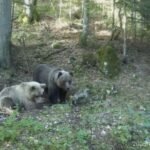 ALARMANTNO! Velika ZVER se spustila među ljude: Izdato hitno UPOZORENJE sa čuvenog turističkog mesta u Srbiji (FOTO)