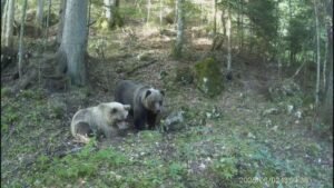 ALARMANTNO! Velika ZVER se spustila među ljude: Izdato hitno UPOZORENJE sa čuvenog turističkog mesta u Srbiji (FOTO)