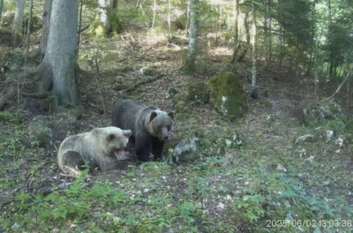 ALARMANTNO! Velika ZVER se spustila među ljude: Izdato hitno UPOZORENJE sa čuvenog turističkog mesta u Srbiji (FOTO)