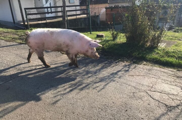 POTVRĐENA OPASNA ZARAZA U SREMU! Zaraza se brzo širi: Uvedena stroga ograničenja