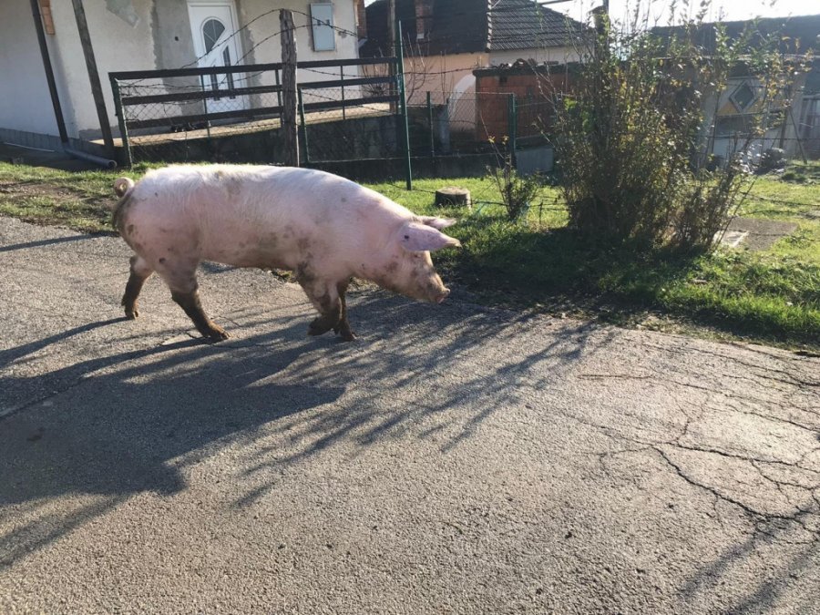POTVRĐENA OPASNA ZARAZA U SREMU! Zaraza se brzo širi: Uvedena stroga ograničenja