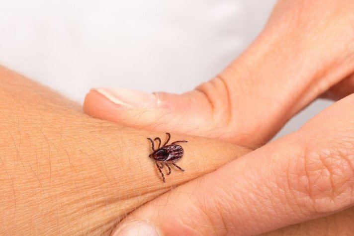 VEOMA OPASAN KRPELJ STIŽE U SRBIJU! Šire tešku bolest od koje se umire!