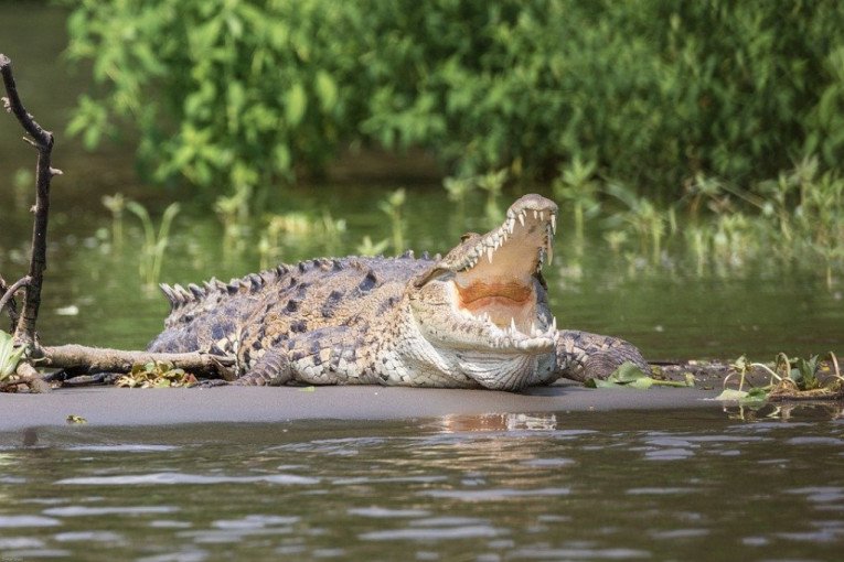 POŽAR U ZOOLOŠKOM VRTU! Vatrogasci kapitulirali, nastradalo 28 KROKODILA i jedna KORNJAČA