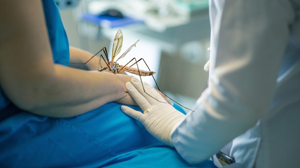 Virus Zapadnog Nila se širi: Više od 30 zaraženih u Srbiji, novi slučajevi u još jednom okrugu