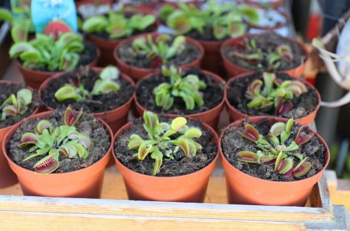 Ako čuvate ovo cveće, navući ćete BEDU i BOLEST! Kad čujete verovanje, jeza će vam proći kroz kosti