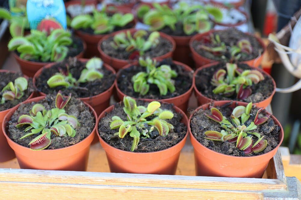 Ako čuvate ovo cveće, navući ćete BEDU i BOLEST! Kad čujete verovanje, jeza će vam proći kroz kosti