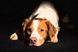 HAOS U IZRAELU! Vaspitačica dovela u vrtić psa zaraženog besnilom! NAPAO PETORO DECE I ČETVORO ODRASLIH!