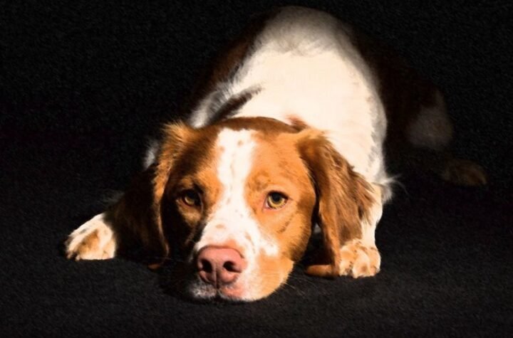 HAOS U IZRAELU! Vaspitačica dovela u vrtić psa zaraženog besnilom! NAPAO PETORO DECE I ČETVORO ODRASLIH!