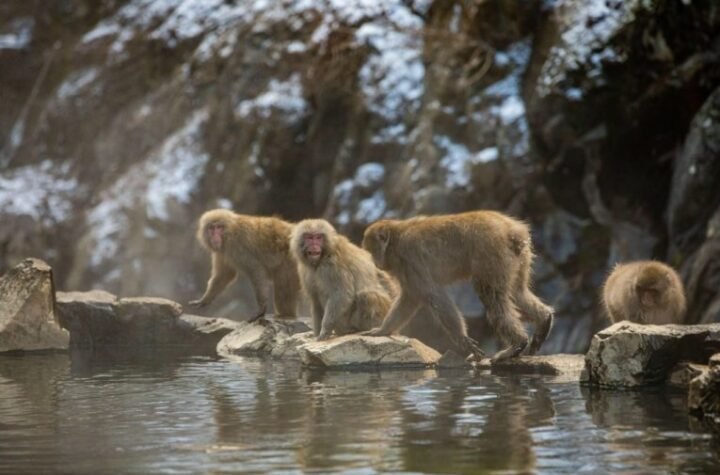 PAKLENI TERET KRIJUMČARA: Policija pronašla kamion pun majmuna i metamfetamina - usledila dramatična potera na granici!