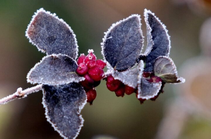 SRBIJA OSVANULA U DEBELOM MINUSU! U ovom delu zemlje izmereno - 5 stepeni, a NEĆETE VEROVATI gde je zabeleženo 10 stepeni!