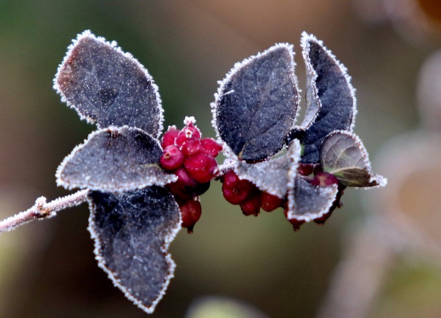 SRBIJA OSVANULA U DEBELOM MINUSU! U ovom delu zemlje izmereno - 5 stepeni, a NEĆETE VEROVATI gde je zabeleženo 10 stepeni!