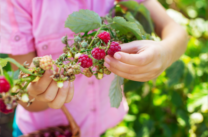DVE DEVOJČICE UMRLE OD OTROVANIH MALINA! Žena poslala voće kao poklon, pa pobegla iz zemlje