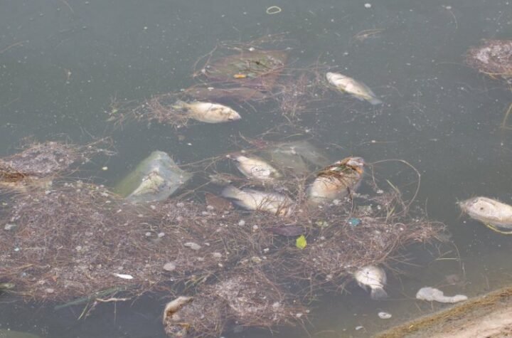 HOROR NA ZAPADNOJ MORAVI! Reka postala GROBNICA! Izbačeni somovi od 20 kilograma, jezive slike pomora ribe obilaze Srbiju! (FOTO)