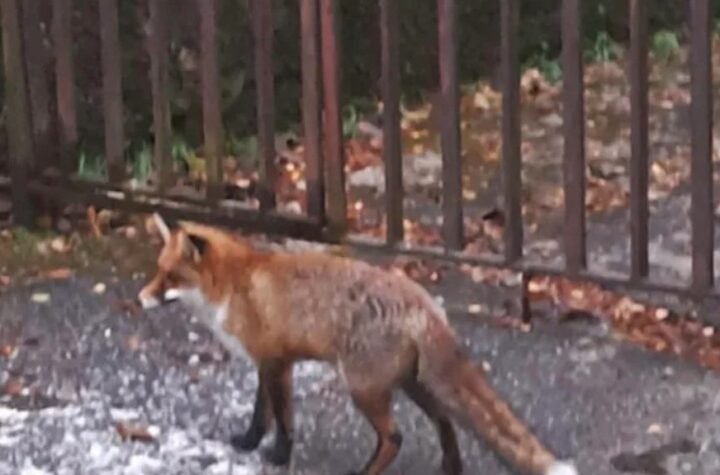 Bizaran incident u Ivanjici: Celo naselje ostao u mraku zbog jedne divlje životinje