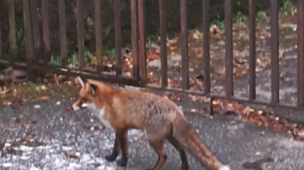 Bizaran incident u Ivanjici: Celo naselje ostao u mraku zbog jedne divlje životinje