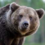 MEDVED ČETVRTI PUT OPLJAČKAO PRODAVNICU SLATKIŠA! Najnevereovatnija krađa koju ćete ikad videti - uđe, uzme slakiše i ode!