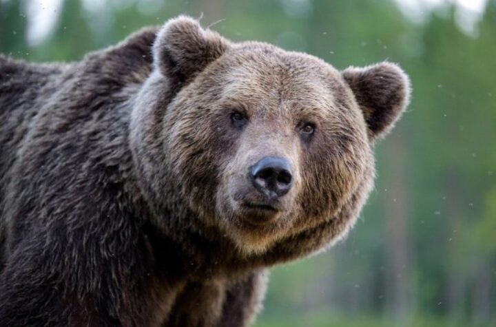 MEDVED ČETVRTI PUT OPLJAČKAO PRODAVNICU SLATKIŠA! Najnevereovatnija krađa koju ćete ikad videti - uđe, uzme slakiše i ode!