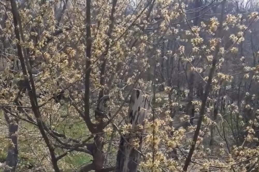 Najzdravija voćka na svetu raste u Srbiji, a mi je retko jedemo: Čisti organizam od otrova i jača srce