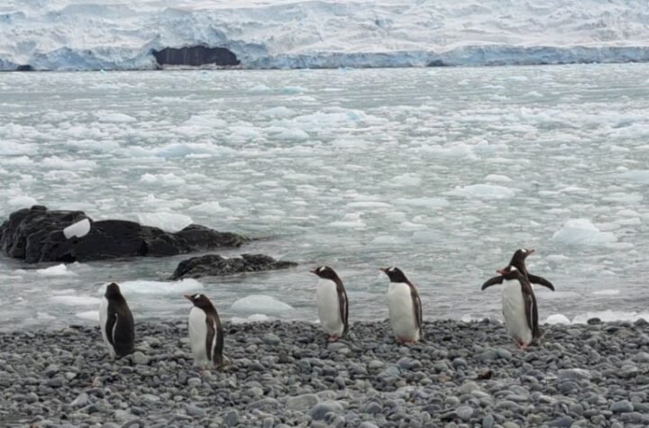 Naučnik Aleksandar duže od mesec dana je na istraživačkom brodu na Antarktiku - nestvarni prizori oduzimaju dah (FOTO)