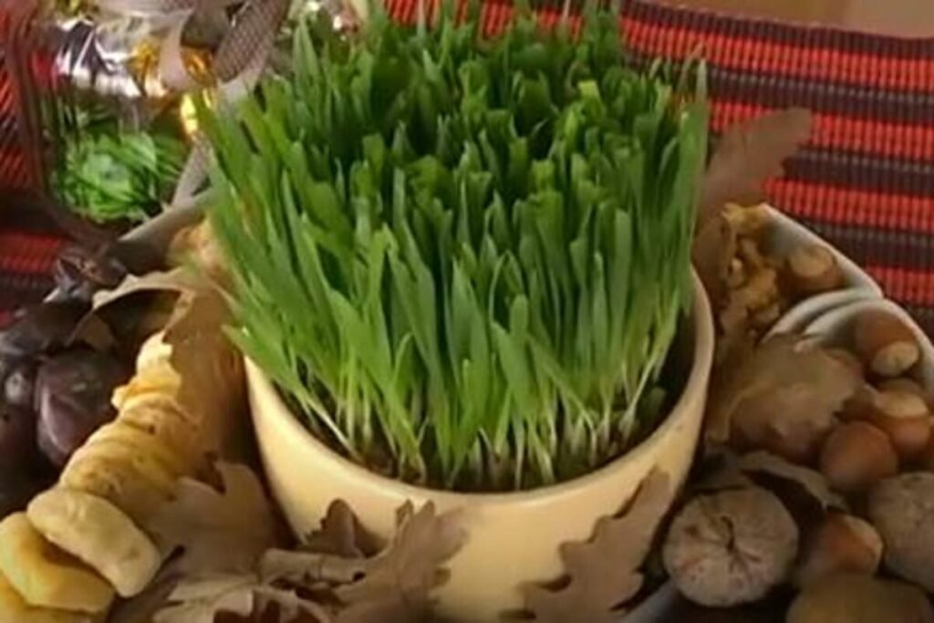 Nikad nećete pogoditi šta se radi sa pšenicom posle Božića! Ni slučajno je ne bacajte - razlog je ovo