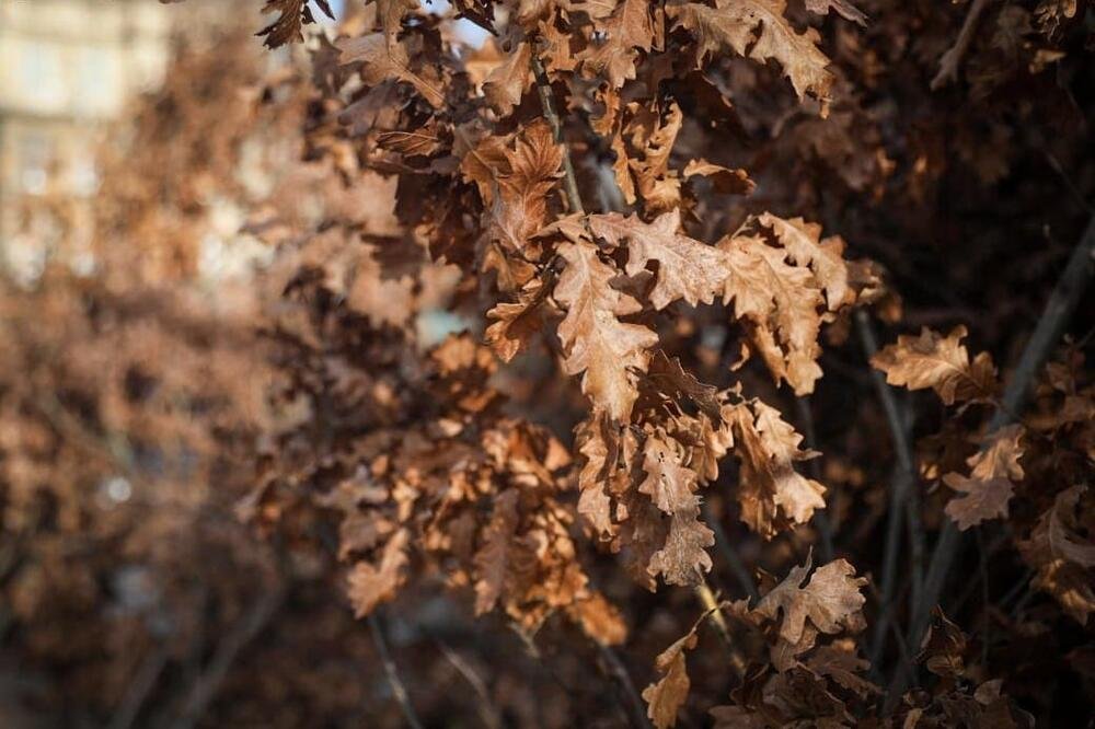 Običaji kažu da se nakon trećeg dana Božića s badnjakom POSTUPA OVAKO: Srbi, grešku više ne smete da ponavljate