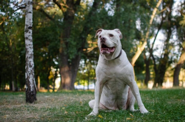 POTPUNI HOROR! Muškarca rastrgao sopstveni pas tokom šetnje!