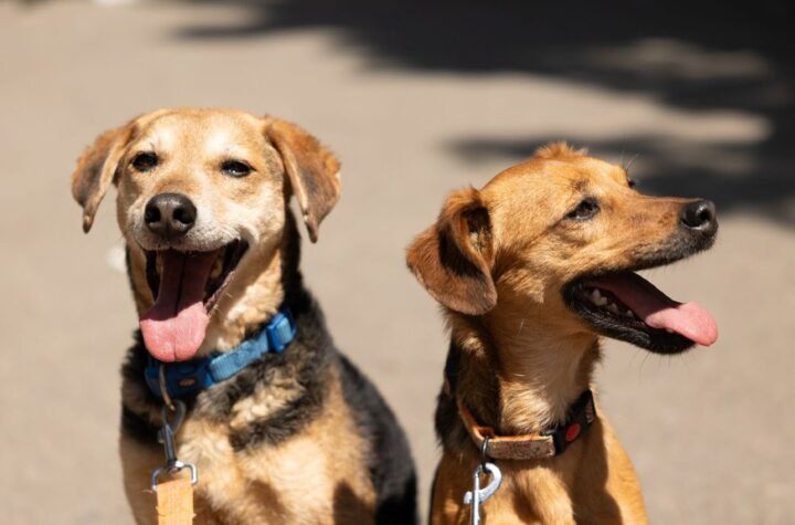 Svaki lavež ima značenje: 5 signala koje vam pas šalje svakog dana - evo šta zapravo želi