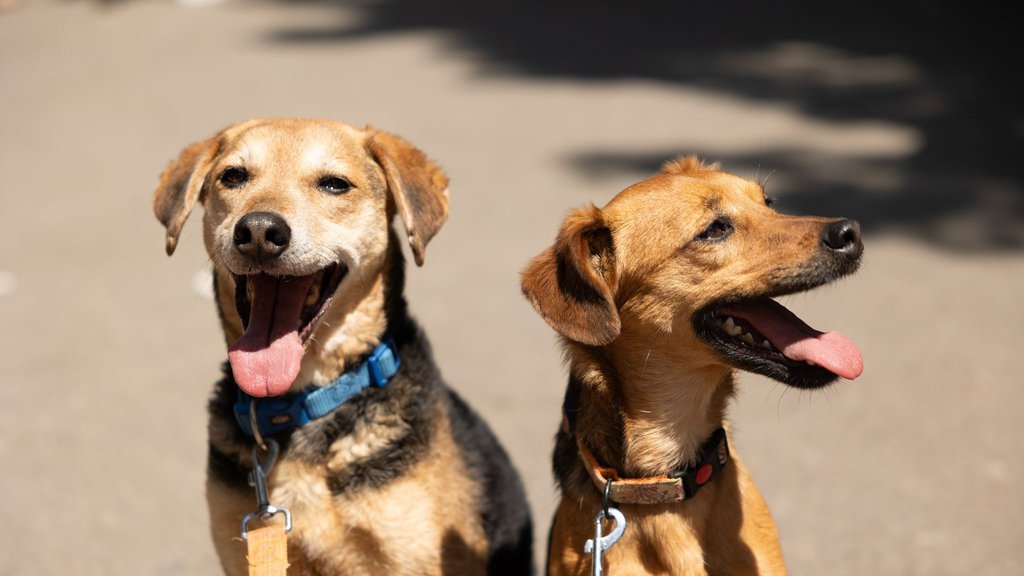 Svaki lavež ima značenje: 5 signala koje vam pas šalje svakog dana - evo šta zapravo želi