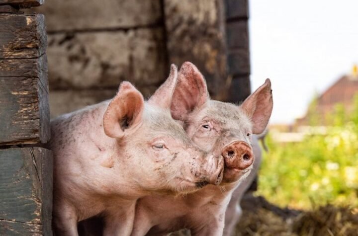 ALARMANTNO U TOPOLI: Potvrđena afrička kuga svinja, tri sela PROGLAŠENA ZARAŽENOM ZONOM! Postavljene barijere, veterinari hitno na terenu!
