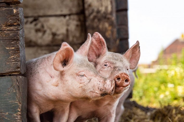 ALARMANTNO U TOPOLI: Potvrđena afrička kuga svinja, tri sela PROGLAŠENA ZARAŽENOM ZONOM! Postavljene barijere, veterinari hitno na terenu!