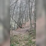 NEVEROVATNA SCENA U ŠUMI KOD IVANJICE! Lovci krenuli u potragu za divljim svinjama pa naleteli na njih - NISU MOGLI DA SE NAGLEDAJU LEPOTE!