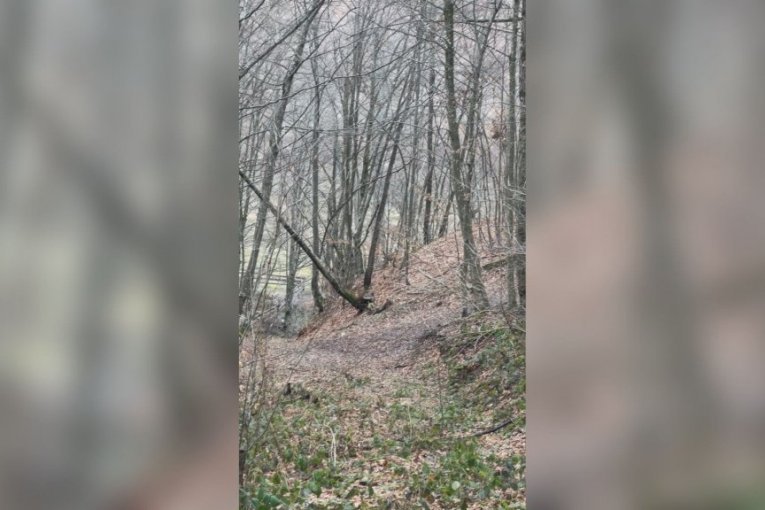 NEVEROVATNA SCENA U ŠUMI KOD IVANJICE! Lovci krenuli u potragu za divljim svinjama pa naleteli na njih - NISU MOGLI DA SE NAGLEDAJU LEPOTE!