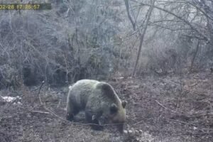 Neverovatan prizor na Tari: Medvedi se probudili iz zimskog sna, a jedan svratio na ručak - da li je zimi kraj?(FOTO)