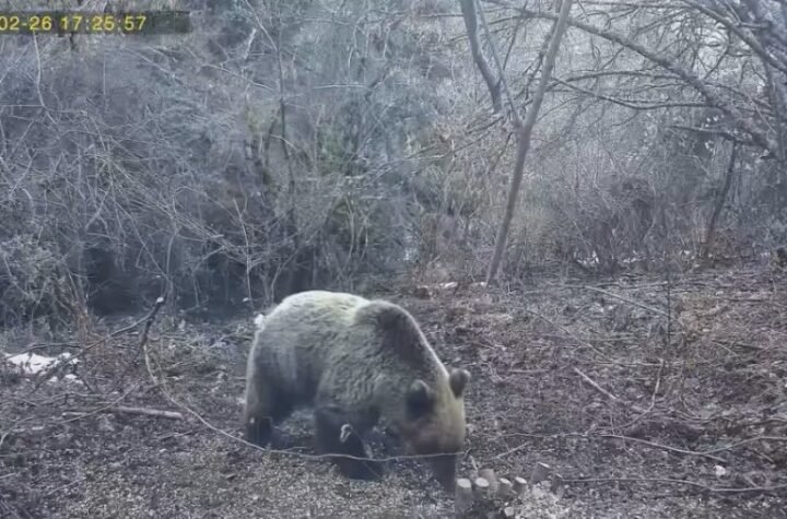 Neverovatan prizor na Tari: Medvedi se probudili iz zimskog sna, a jedan svratio na ručak - da li je zimi kraj?(FOTO)