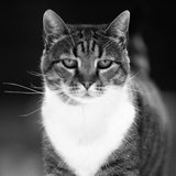 OPROSTILI SE OD ČUVENE MASKOTE SRPSKE KOŠARKE! Evroliga se oglasila nakon vesti da je uginula mačka Ljubica