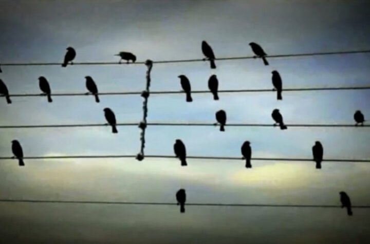 OVAKO ĆE SE UŠTEDITI MILIJARDU DOLARA GODIŠNJE: Zemlja razvija sistem za sprečavanje sudara AVIONA SA PTICAMA