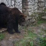 SRBIJA U ŠOKU NAKON ONOGA ŠTA JE URADILA MEČKA DUNJA: Svi su gledali u nju na Sretenje, a evo šta je presudila! Čeka li nas PAKLENI MRAZ ILI NAGLO OTOPLJENJE?